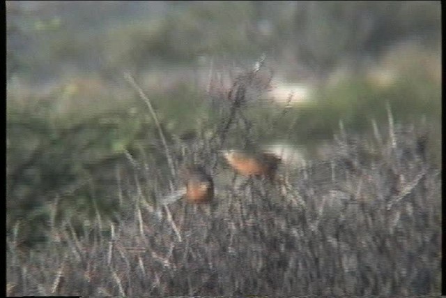 チャイロヤブチメドリ - ML436038