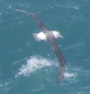 albatross sp. - ML436038561