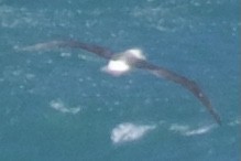 albatross sp. - ML436038581
