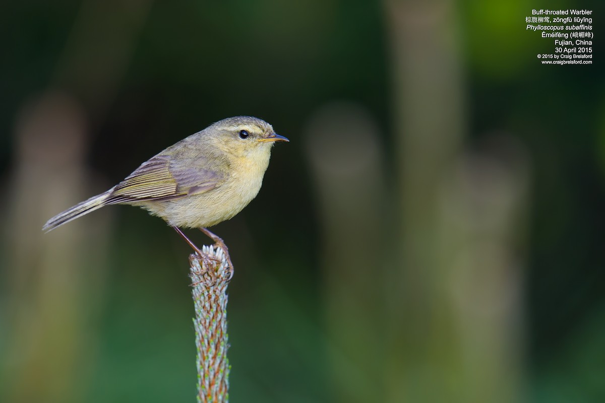 Buff-throated Warbler - Craig Brelsford