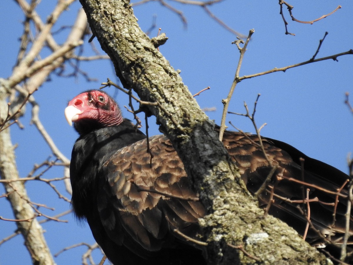 Turkey Vulture - ML436040991