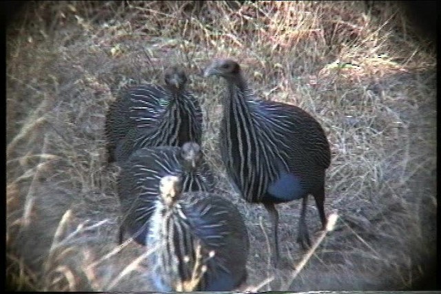 Vulturine Guineafowl - ML436041