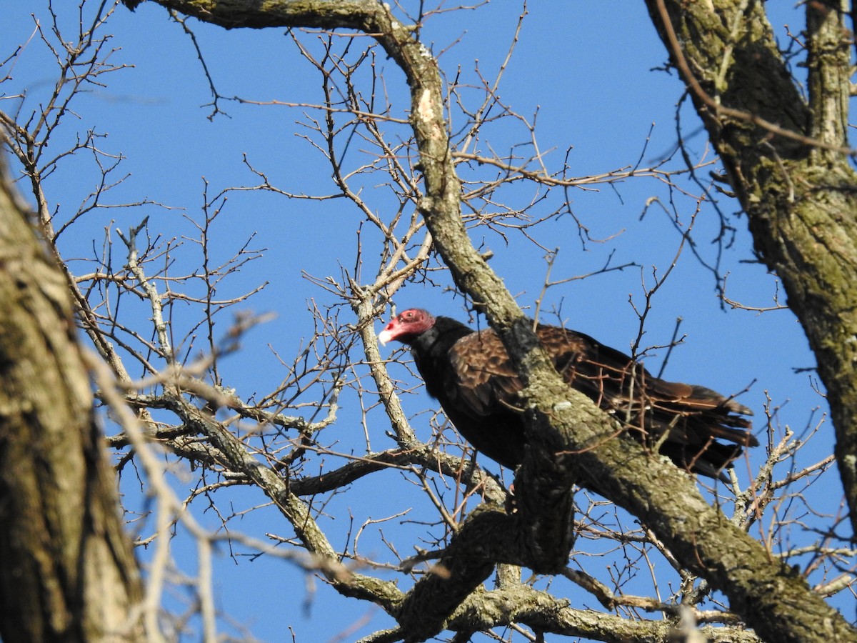 Turkey Vulture - ML436041001