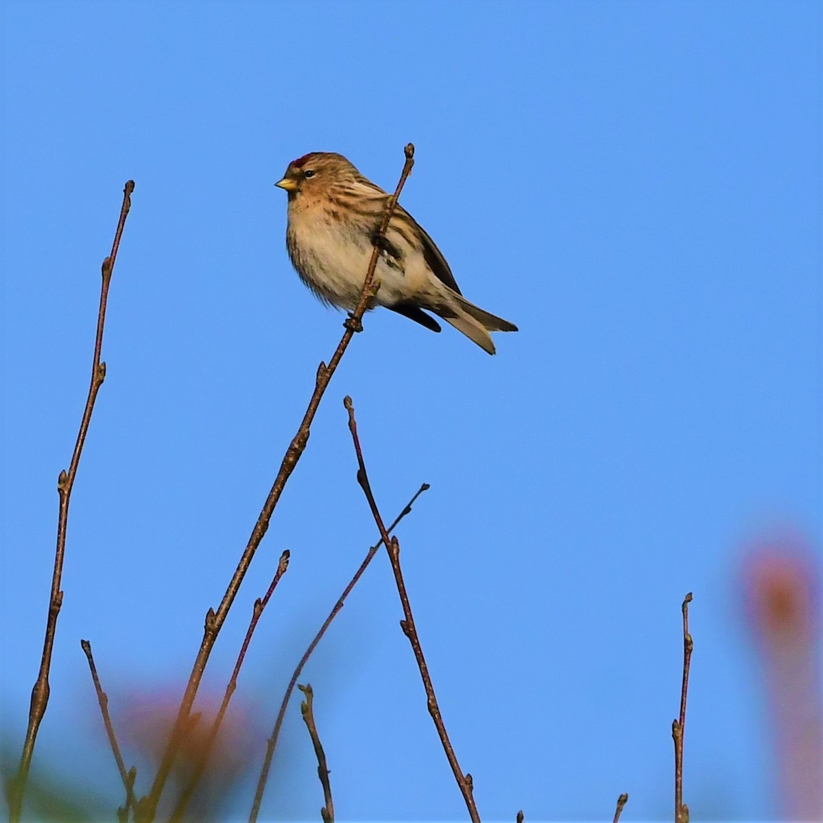 Lesser Redpoll - ML436042141