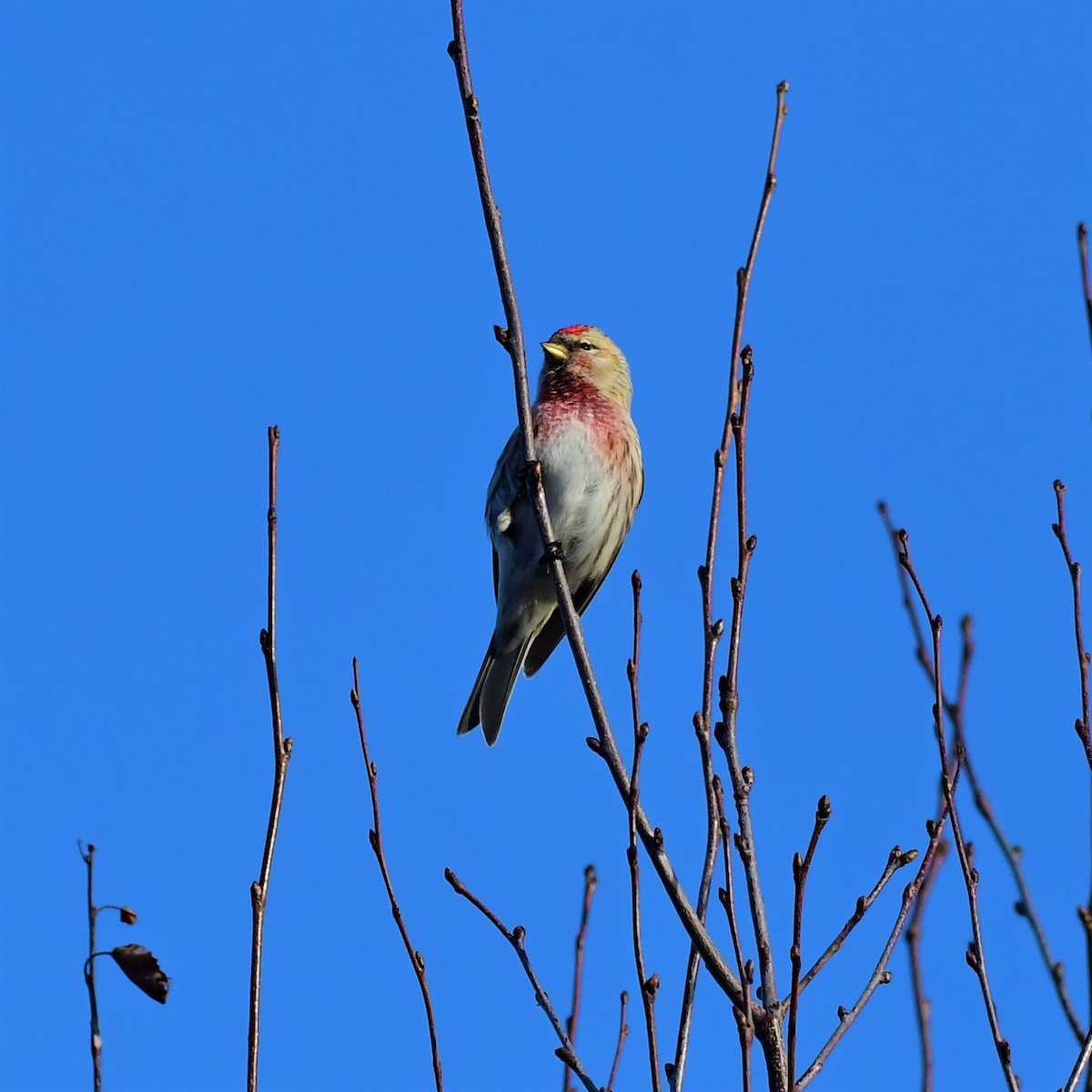 Lesser Redpoll - ML436042151