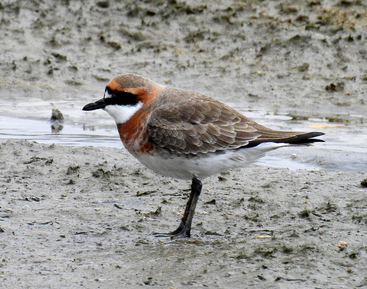 Siberian/Tibetan Sand-Plover - Arlango Lee