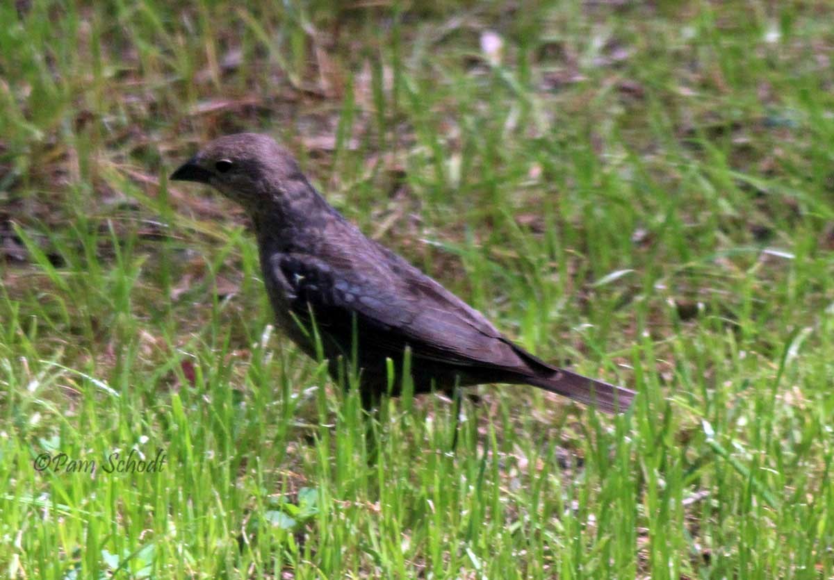Brown-headed Cowbird - ML436045901