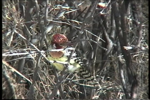 Red-and-yellow Barbet - ML436046