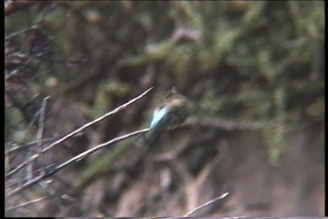 Somali Bee-eater - ML436048