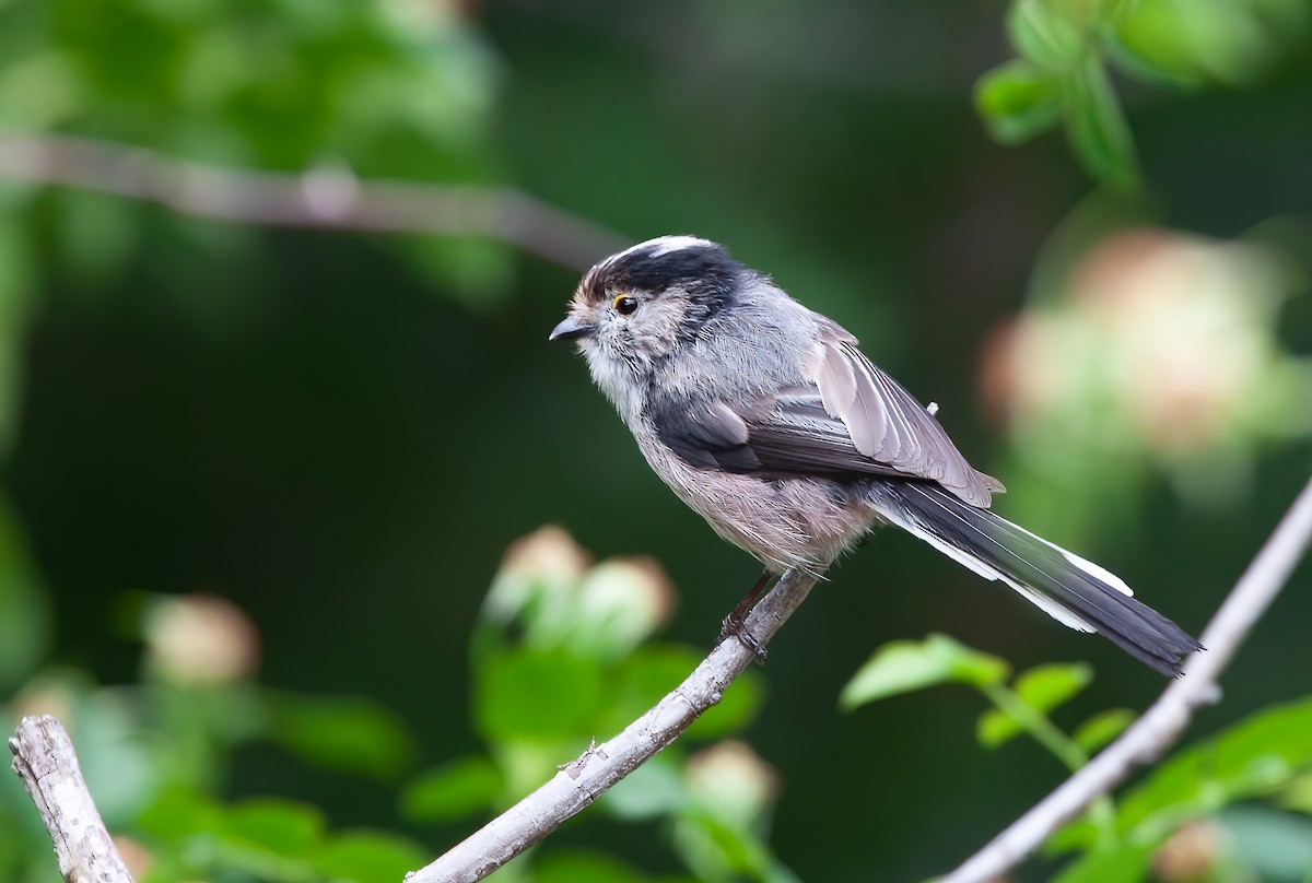 Long-tailed Tit (alpinus Group) - Chris Jones