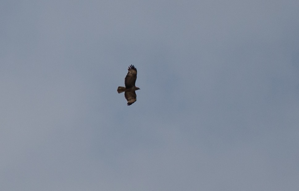 Common Buzzard (Corsican) - ML436048371