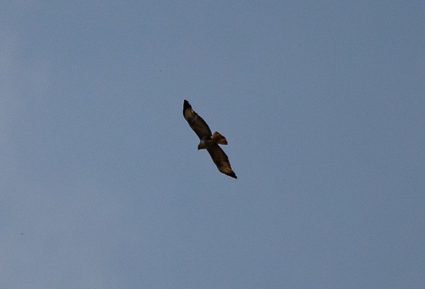 Common Buzzard (Corsican) - ML436048391