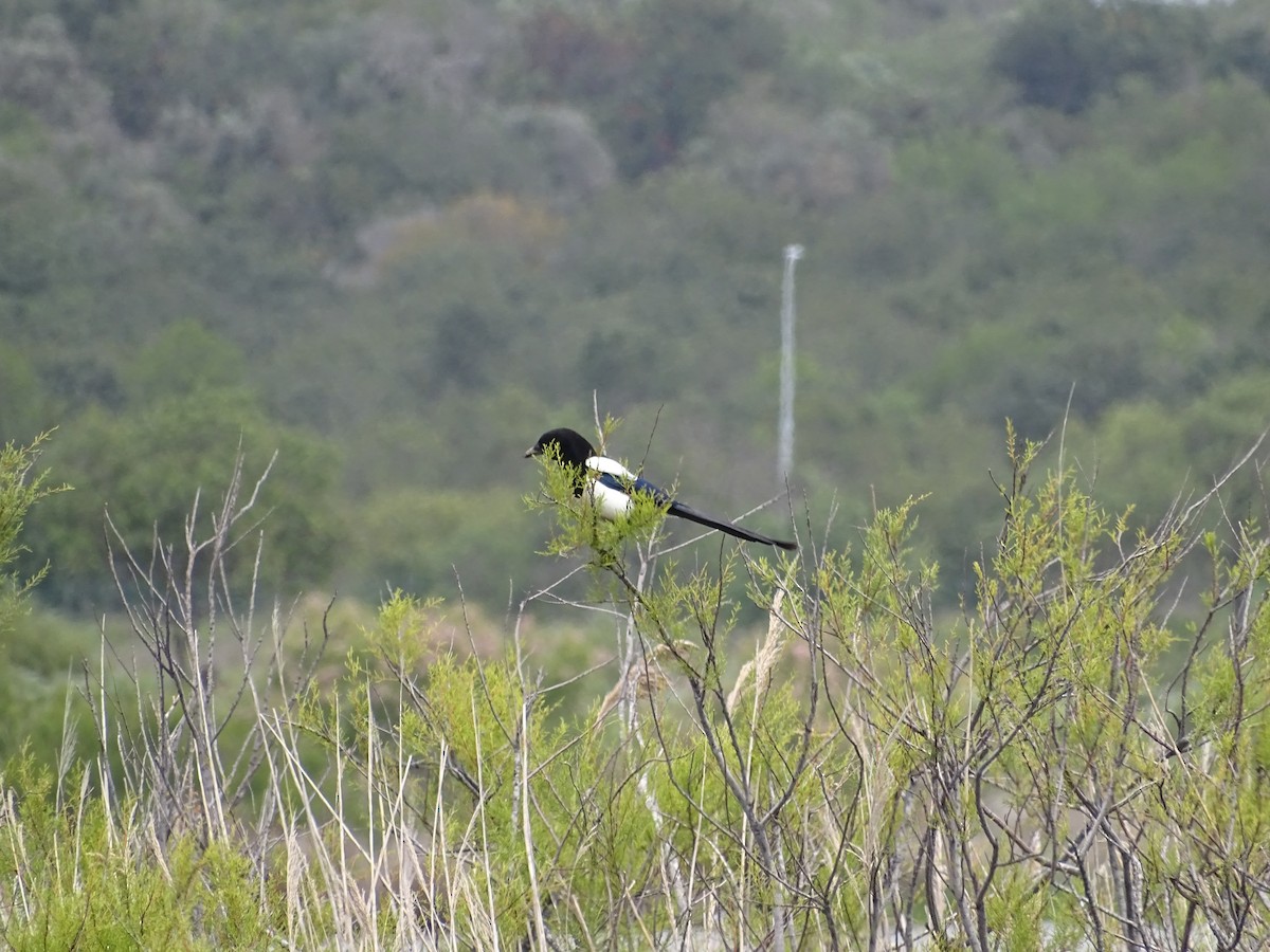 Eurasian Magpie - ML436049861