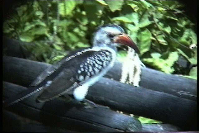 Northern Red-billed Hornbill - ML436052