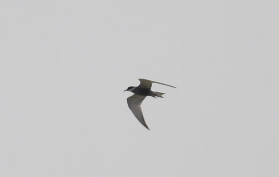 Whiskered Tern - ML436052861