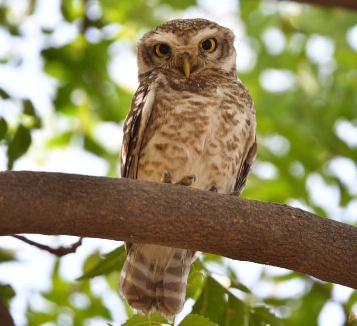 Spotted Owlet - ML436053181