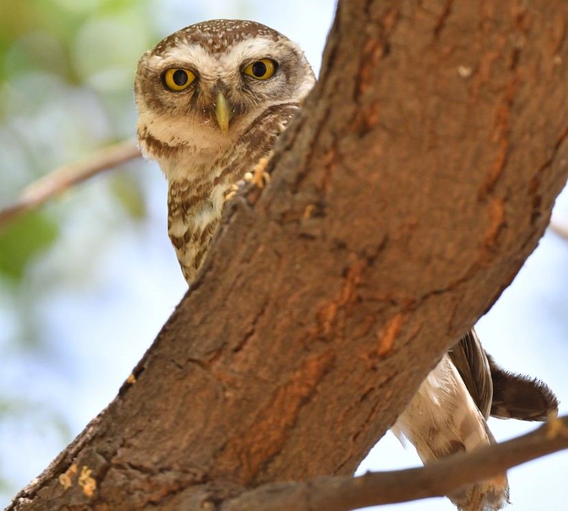 Spotted Owlet - ML436053201