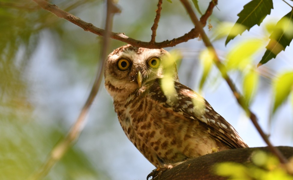 Spotted Owlet - ML436053221