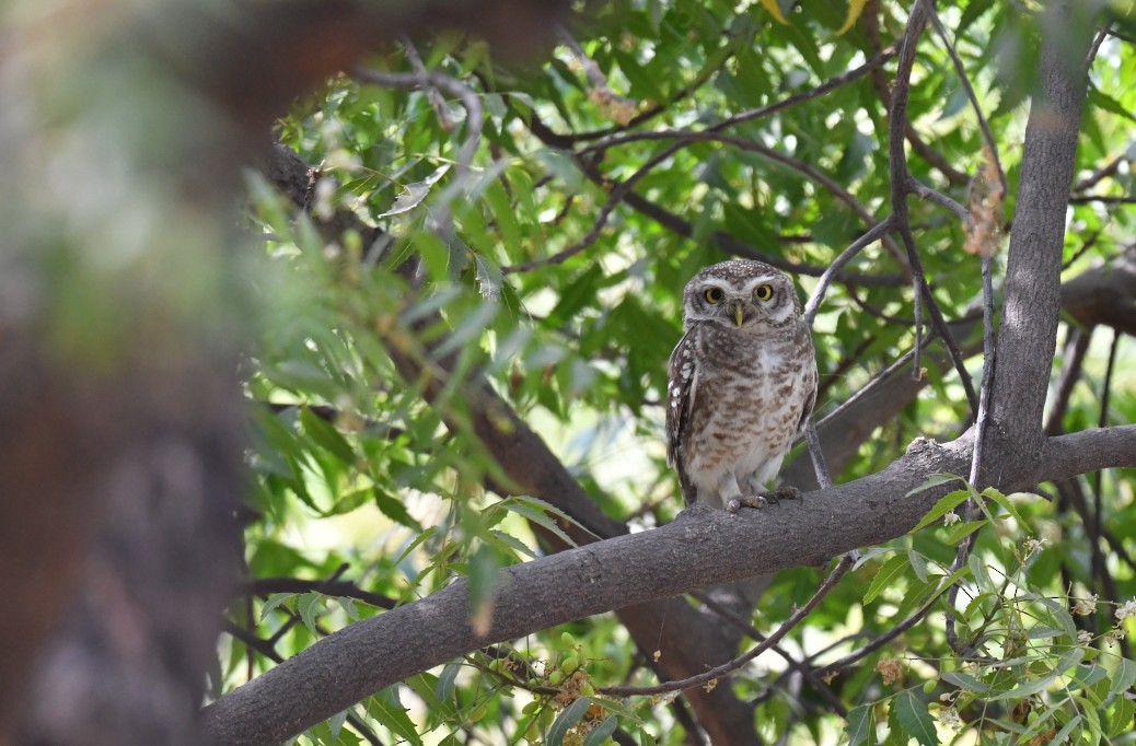 Spotted Owlet - ML436053231