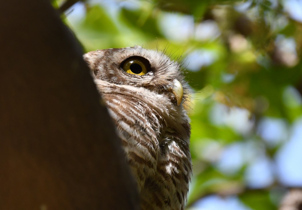 Spotted Owlet - ML436053241