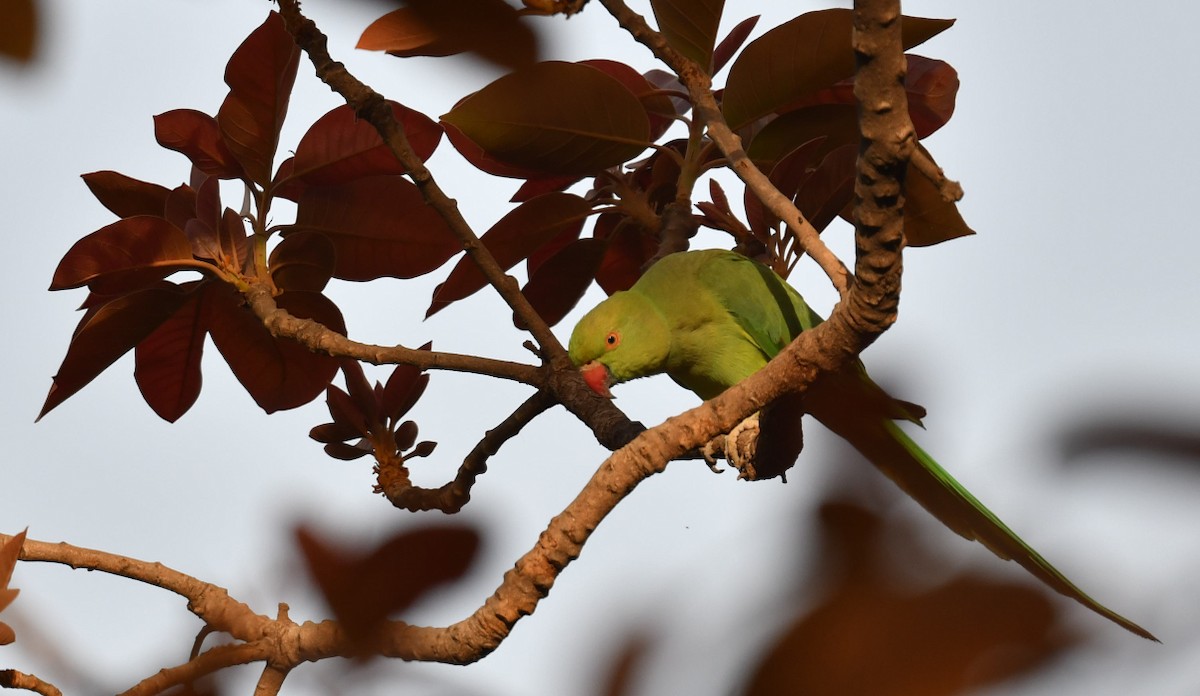 Rose-ringed Parakeet - Saswat Mishra