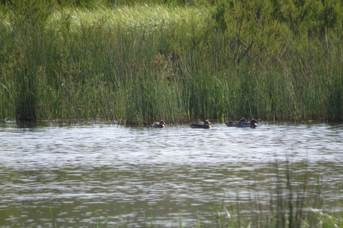 Garganey - ML436053711