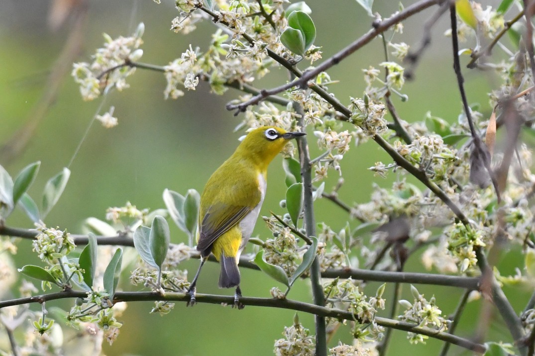 Indian White-eye - Saswat Mishra