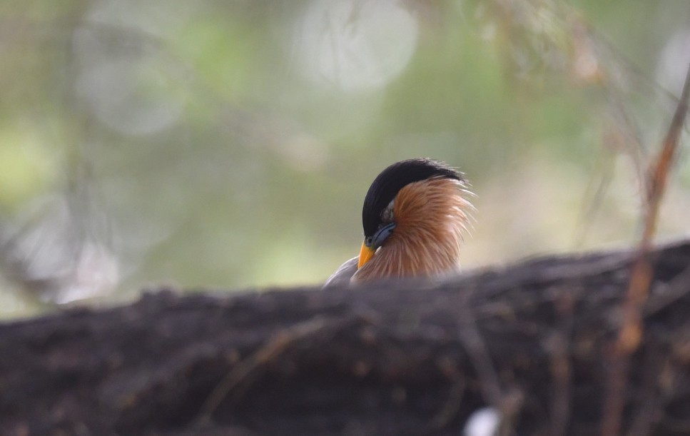 Brahminy Starling - ML436053901