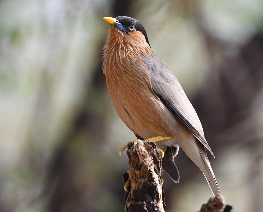 Brahminy Starling - Saswat Mishra