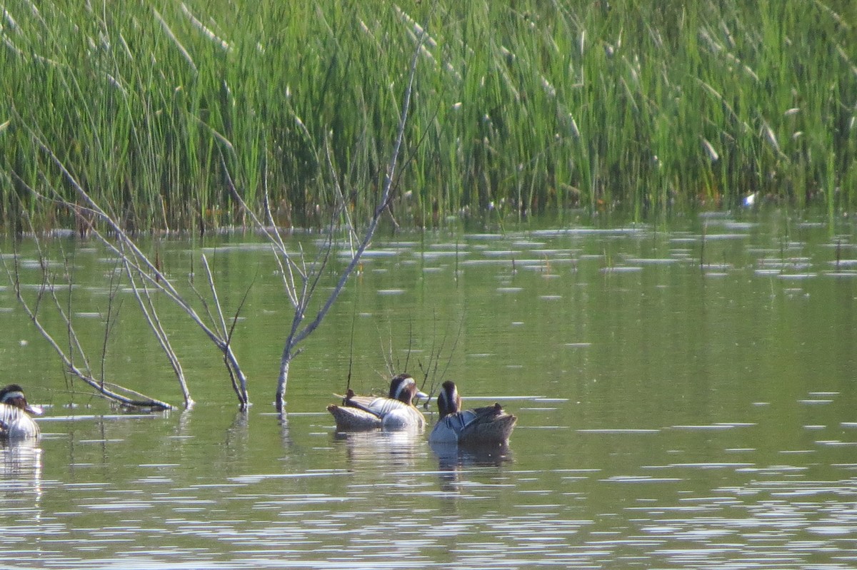 Garganey - ML436053951