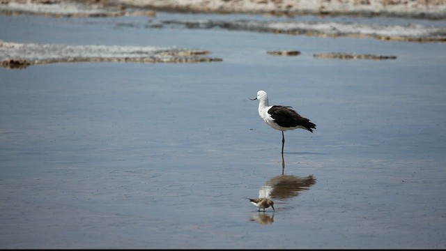 Andean Avocet - ML436054081