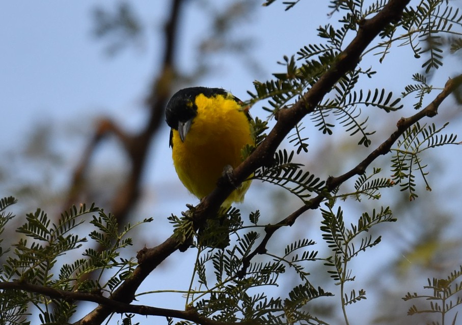 Common Iora - Saswat Mishra