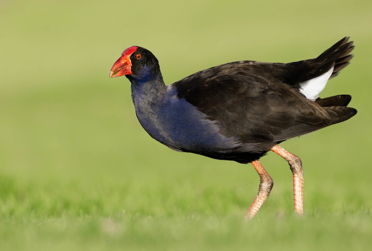 Australasian Swamphen - Porphyrio melanotus - Media Search - Macaulay ...