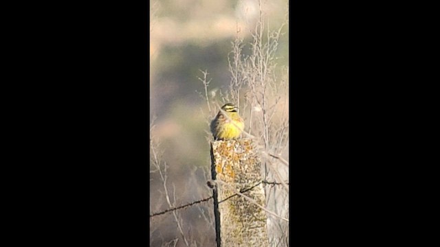 Cirl Bunting - ML436056871