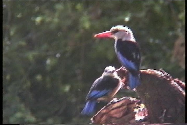 Gray-headed Kingfisher - ML436058