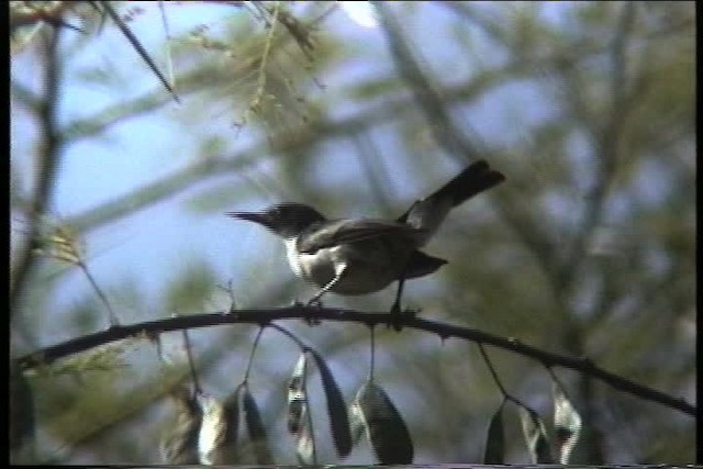 Eastern Violet-backed Sunbird - ML436059