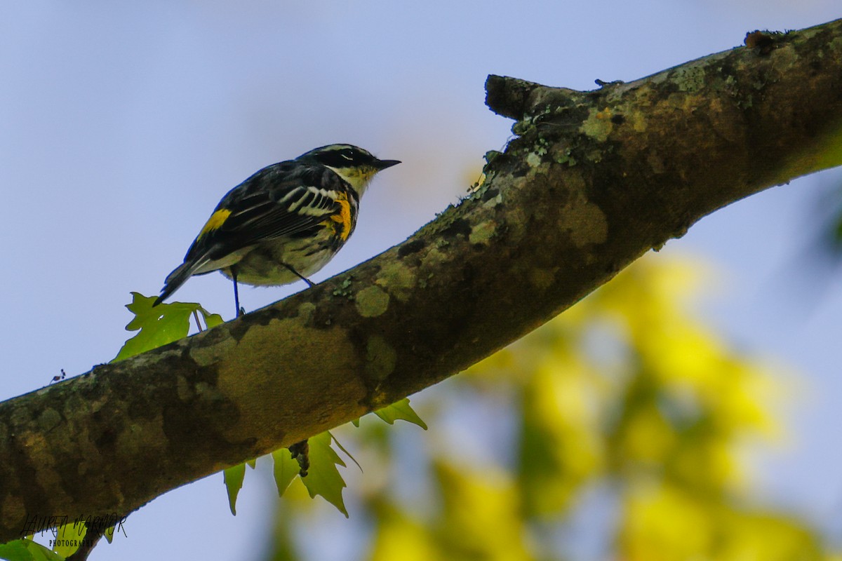 Yellow-rumped Warbler - ML436059021