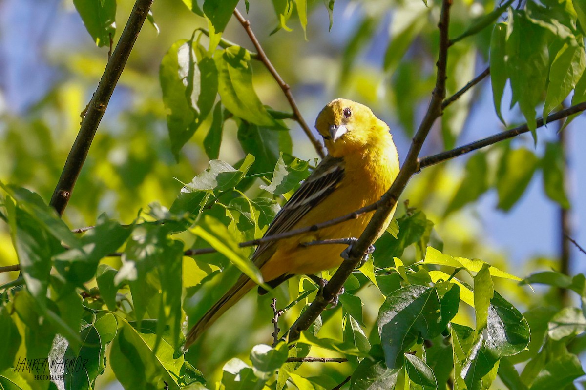 Baltimore Oriole - ML436059111