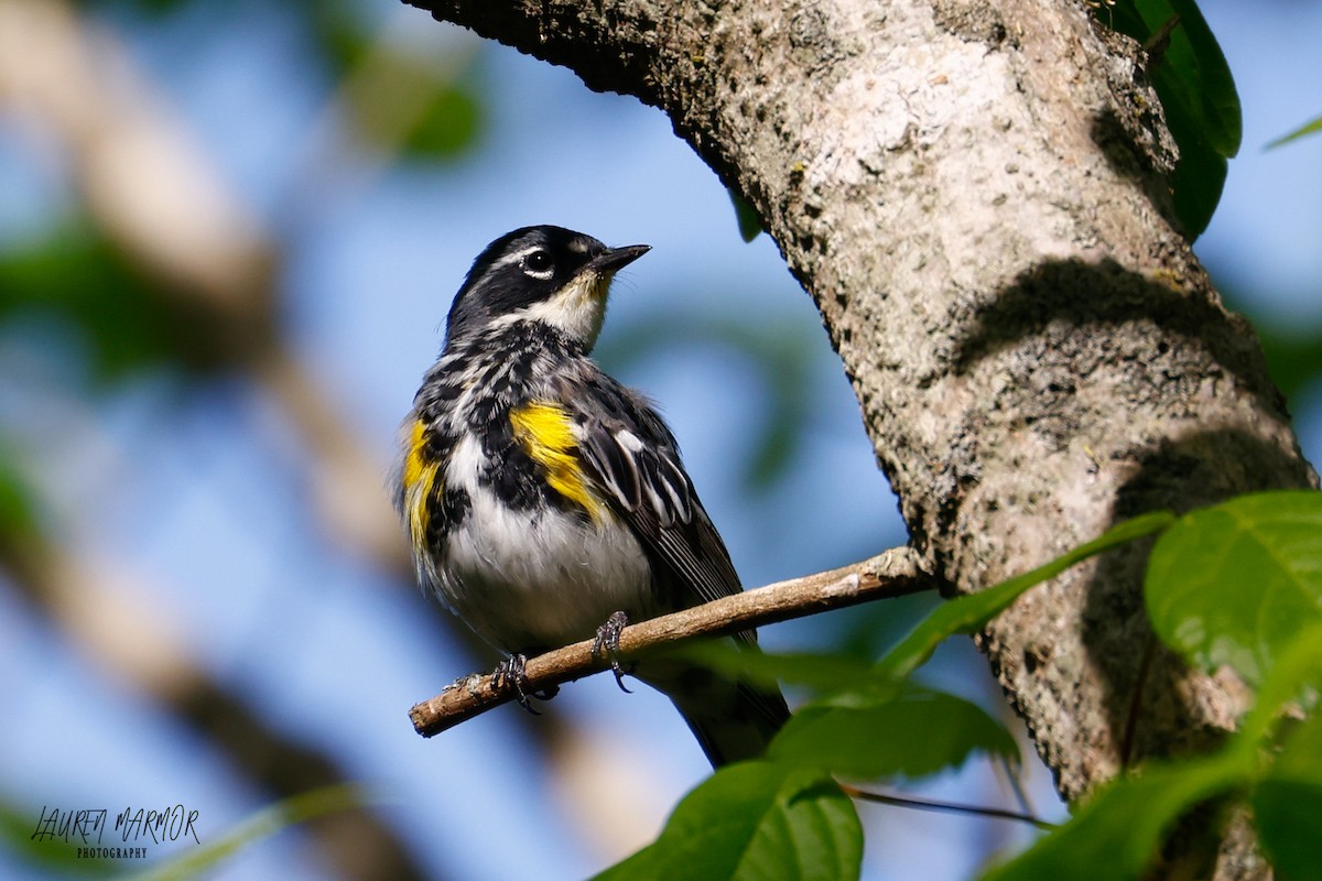 Yellow-rumped Warbler - ML436059141
