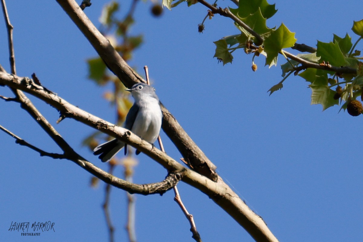 Blue-gray Gnatcatcher - ML436059151