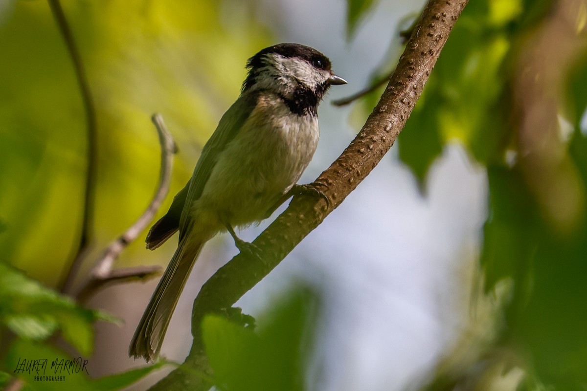Carolina Chickadee - ML436059681