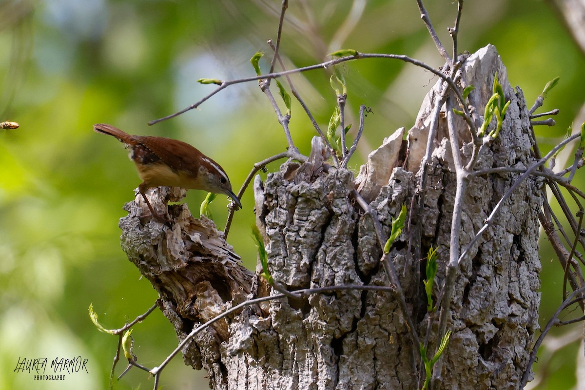 Carolina Wren - ML436059751