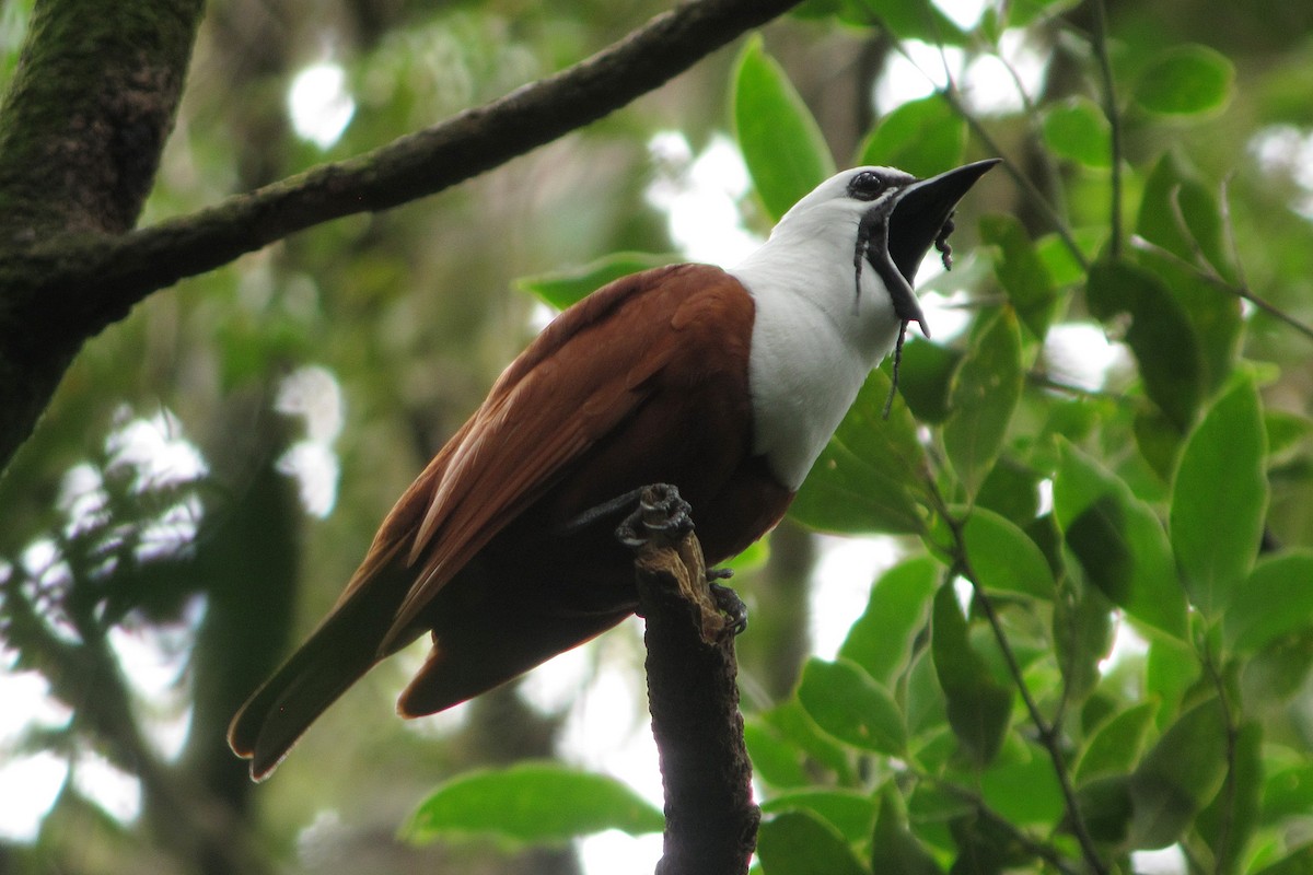 Three-wattled Bellbird - ML43606111