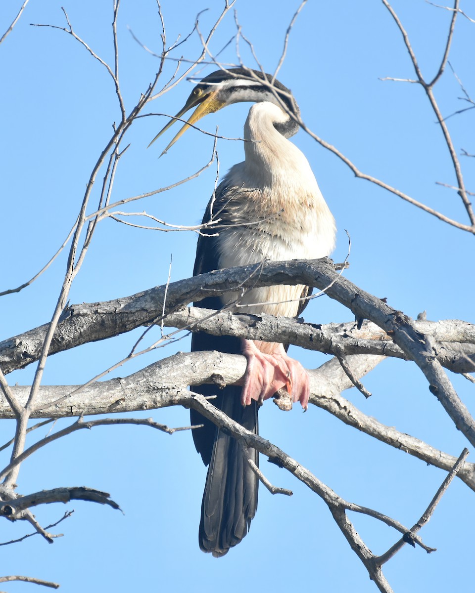 Austral-Schlangenhalsvogel - ML436061301