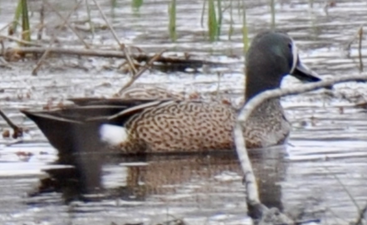 Blue-winged Teal - ML436061481