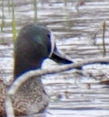Blue-winged Teal - ML436061811