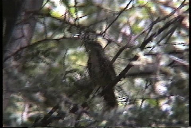 Spotted Morning-Thrush - ML436062