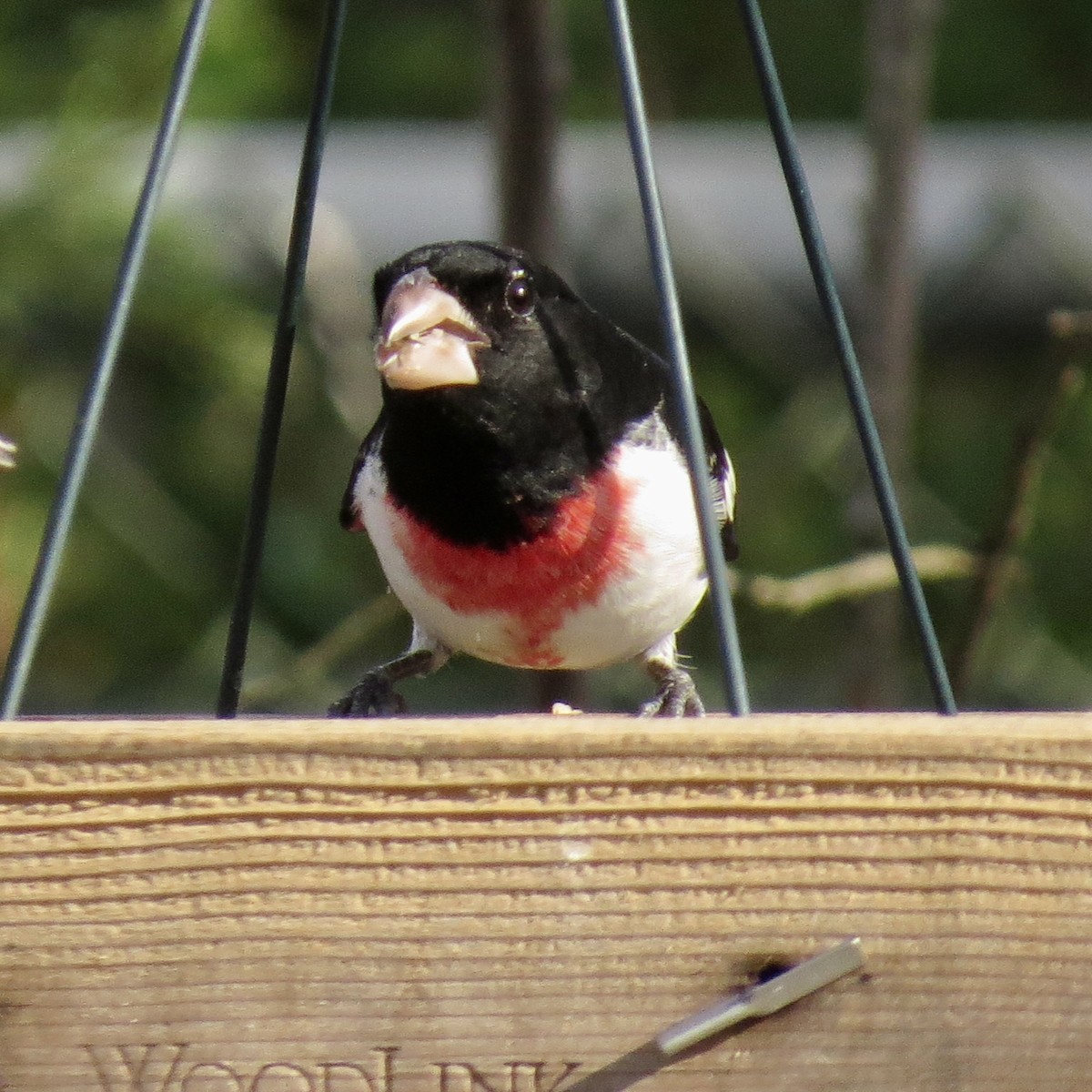 Rose-breasted Grosbeak - ML436062131