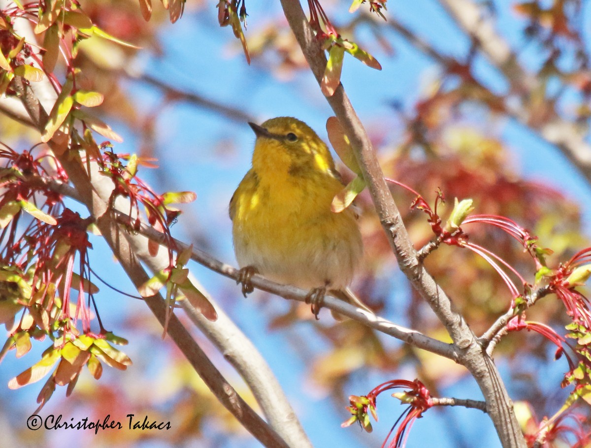 Pine Warbler - Christopher Takacs