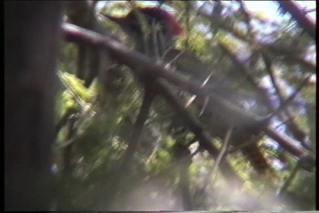 Nubian Woodpecker - ML436063